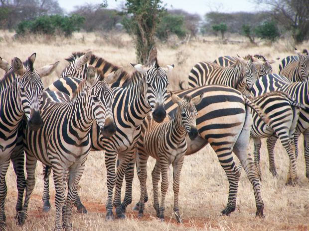 Safári fotográfico, África - África do sul em família Safári fotográfico, África - África do sul em família