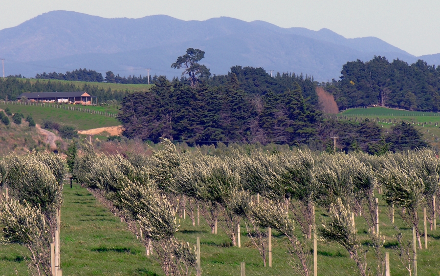 Wairarapa - Rota do vinho na Nova Zelândia Wairarapa - Rota do vinho na Nova Zelândia