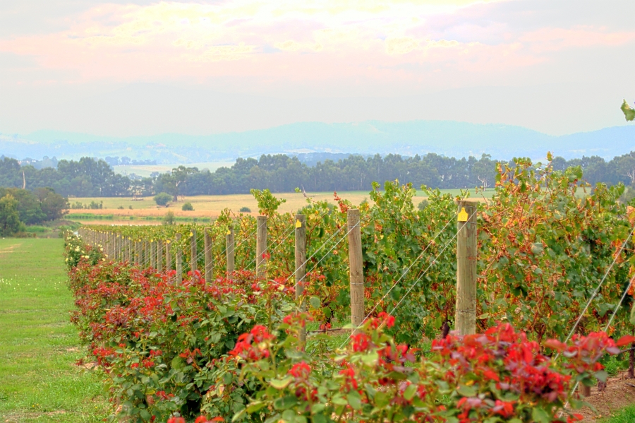 Yarra Valley - Os melhores vinhos da Austrália Yarra Valley - Os melhores vinhos da Austrália