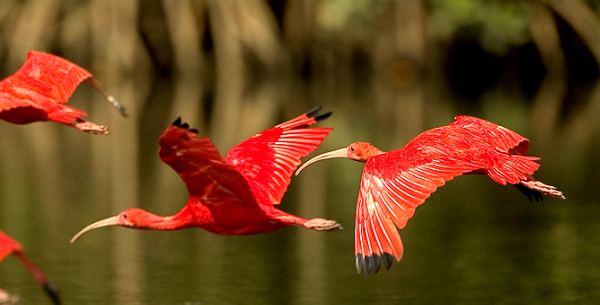 Delta do Parnaíba: santuário ecológico Delta do Parnaíba: santuário ecológico