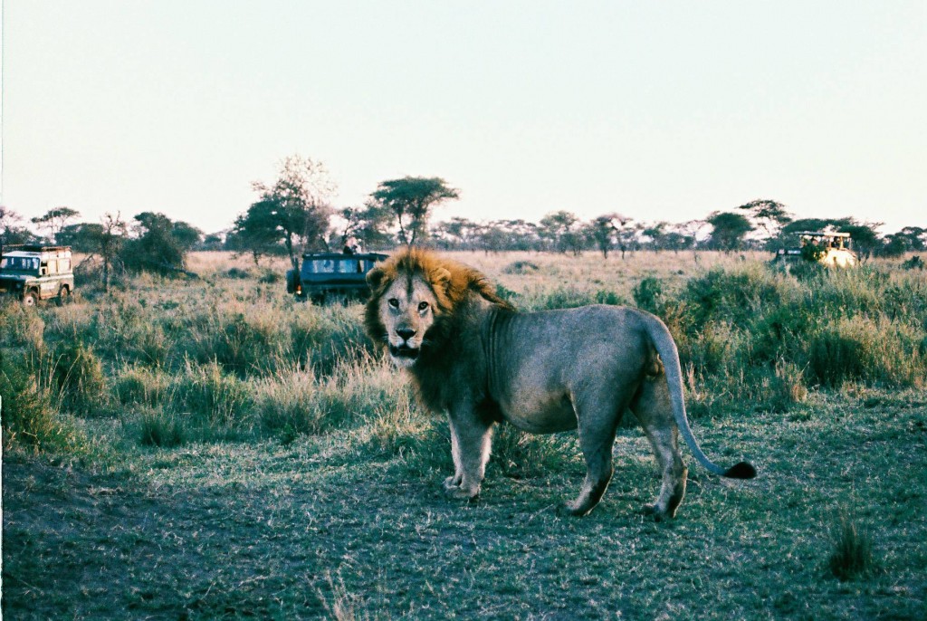 Ngorongoro, Tanzânia - África, uma constante descoberta da grandiosidade da natureza