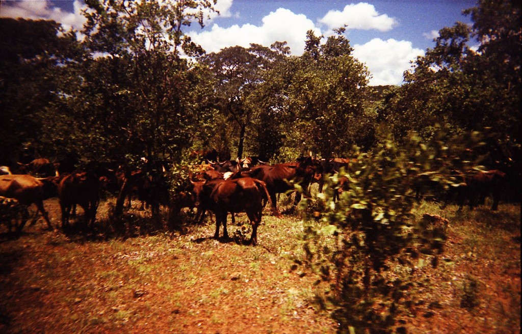 Parque Nacional de Mana Pools, Zimbábue - África, uma constante descoberta da grandiosidade da natureza