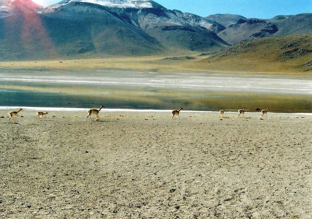 Deserto do Atacama Deserto do Atacama