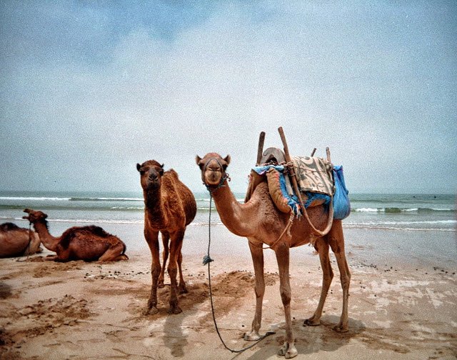 Saara e Marrakech - Essaouira Saara e Marrakech - Essaouira