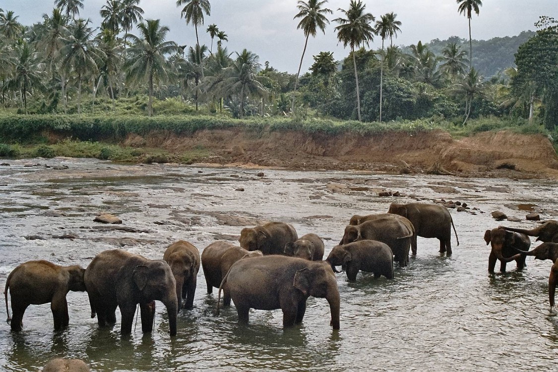 Sri Lanka essencial - Pinnawala Sri Lanka essencial - Pinnawala