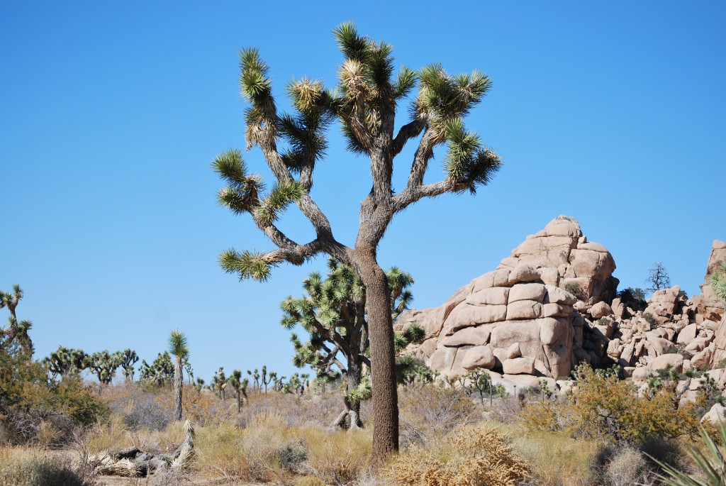 National Geographic celebra o 100º aniversário do National Park Service - Joshua Tree 