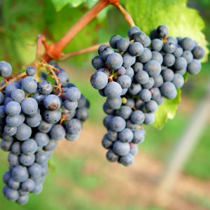 grapes-1717387_1920